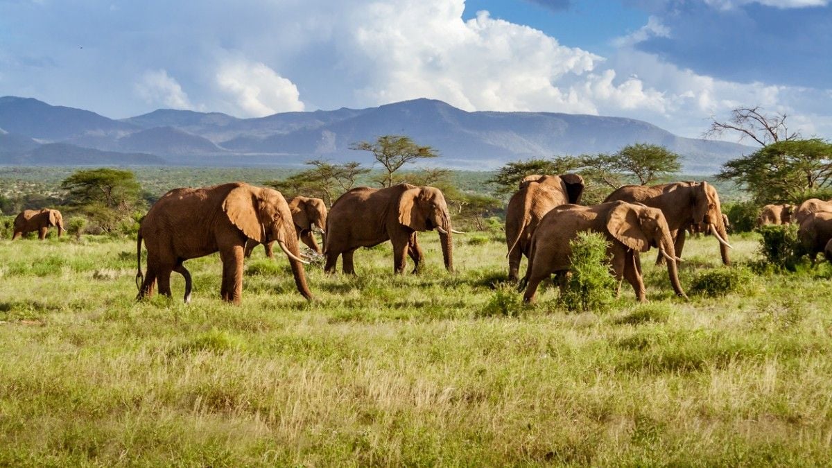 Le Zimbabwe va tuer au moins 50 éléphants et donner leur viande aux habitants