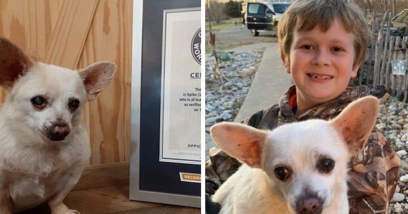 Ce Chihuahua est devenu le plus vieux chien du monde après avoir été recueilli alors qu'il vivait dans la rue