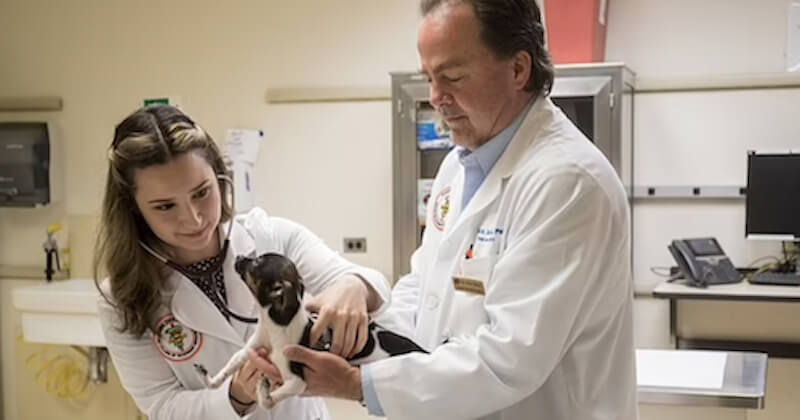 Une petite chienne née avec les pattes à l'envers apprend à marcher après une opération réussie 