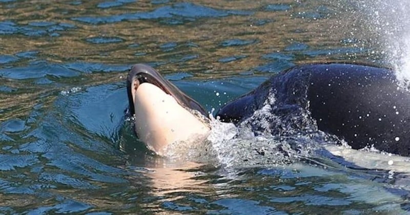 En deuil, cette maman orque porte le corps de son bébé décédé depuis plus de deux semaines