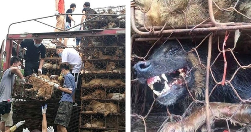 Alors qu'ils étaient en direction d'un abattoir, plus de 1000 chiens et chats enfermés dans un camion ont été libérés par des militants !	