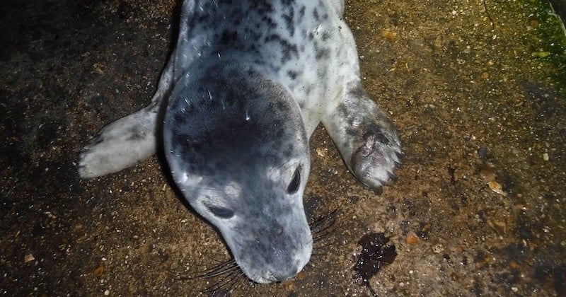 Échoué et blessé, ce bébé phoque agonise car des passants préfèrent prendre des photos avec l'animal plutôt que de l'aider