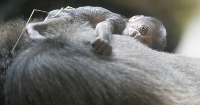 États-Unis : le zoo de Cleveland a accueilli son premier bébé gorille et sa bouille est à croquer ! 