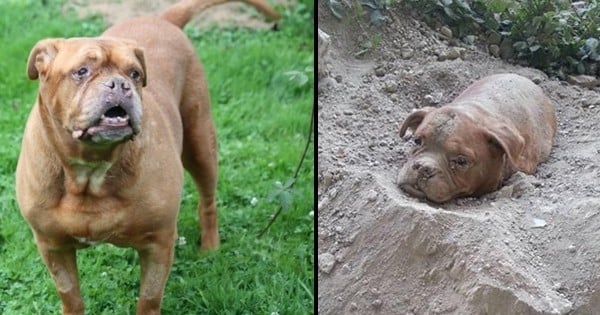 Souvenez-vous d’Athéna, un bouledogue qui avait été retrouvé enterrée vivante par son ancien propriétaire… Nous avons de ses nouvelles !