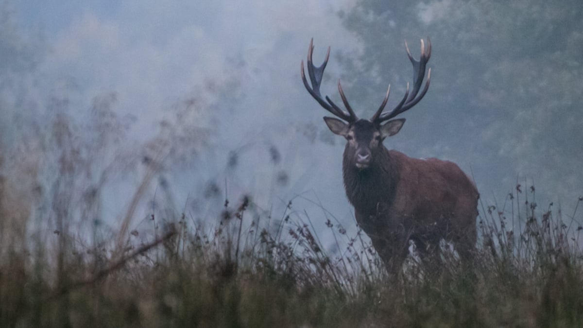 Eole, le cerf le plus vieux de la forêt de Mormal, abattu par des chasseurs