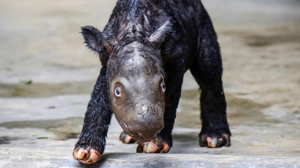 Un petit rhinocéros de Sumatra  est né en Indonésie, une bonne nouvelle pour cette espèce menacée d'extinction