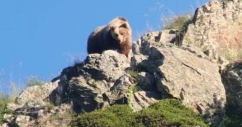 Une ourse suivie de deux oursons a été aperçue dans le côté espagnol des Pyrénées