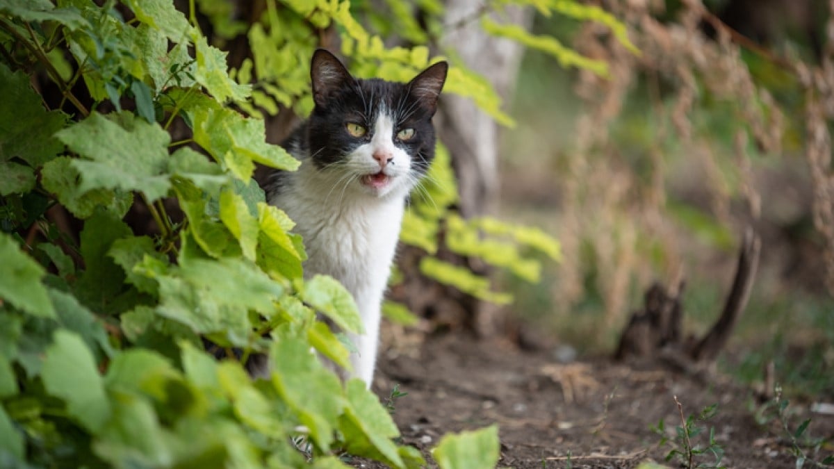 Disparu depuis quatre mois, un chat est retrouvé sain et sauf sur une aire d'autoroute