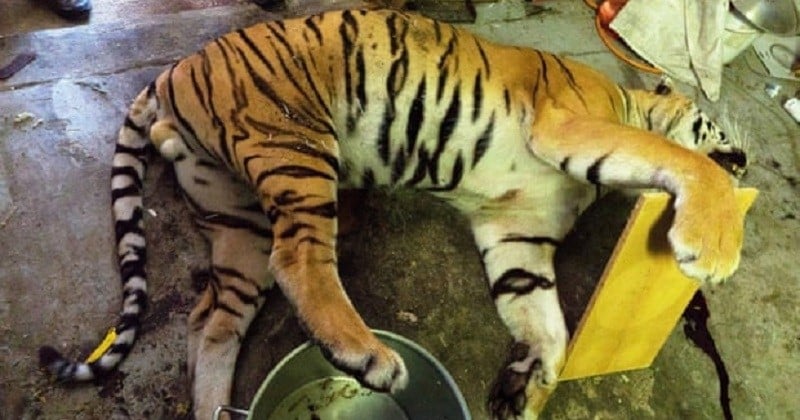 Un abattoir de tigres découvert en République tchèque révèle l'ampleur du commerce illégal d'animaux en Europe	