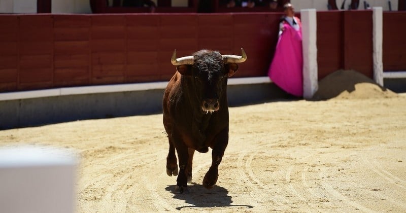 La corrida, source de traumatisme chez les enfants ? Le débat sur l'accès des mineurs aux corridas est remis au goût du jour