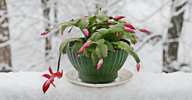 Cactus de Noël : comment le faire fleurir pour les fêtes de fin d’année ? 