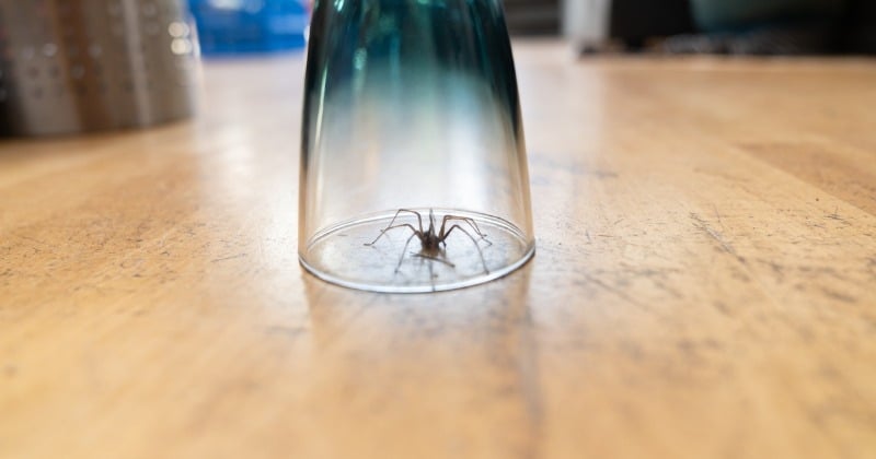 Vous ne devez surtout pas tuer les araignées qui vivent dans votre maison et voici pourquoi