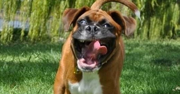 Les boxers sont des chiens vraiment horribles ! Ces 18 photos vous le prouveront !