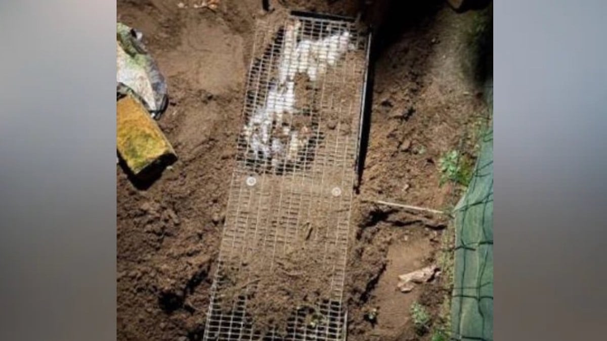 Une photo montrant Yoko enfermé dans la cage