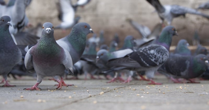 Un homme reproche à son voisin qui possède 200 pigeons d'attirer des rats et des mouches dans son jardin
