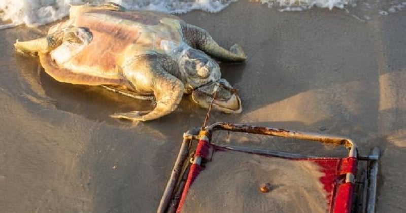 Cette tortue très rare a été retrouvée morte sur une plage après s'être pris le cou dans une chaise
