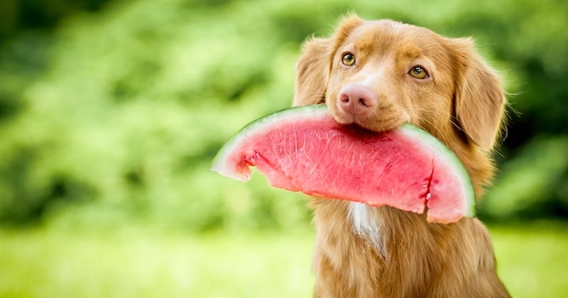 Un chien peut-il avoir un régime végétarien ou végan ?
