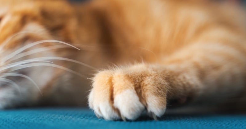 À quelle fréquence faut-il couper les griffes de son chat ? 