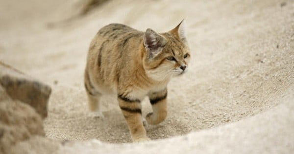 Une espèce rarissime de chat sauvage a été aperçue dans le désert pour la première fois depuis une décennie ! Vous allez fondre en voyant les photos...