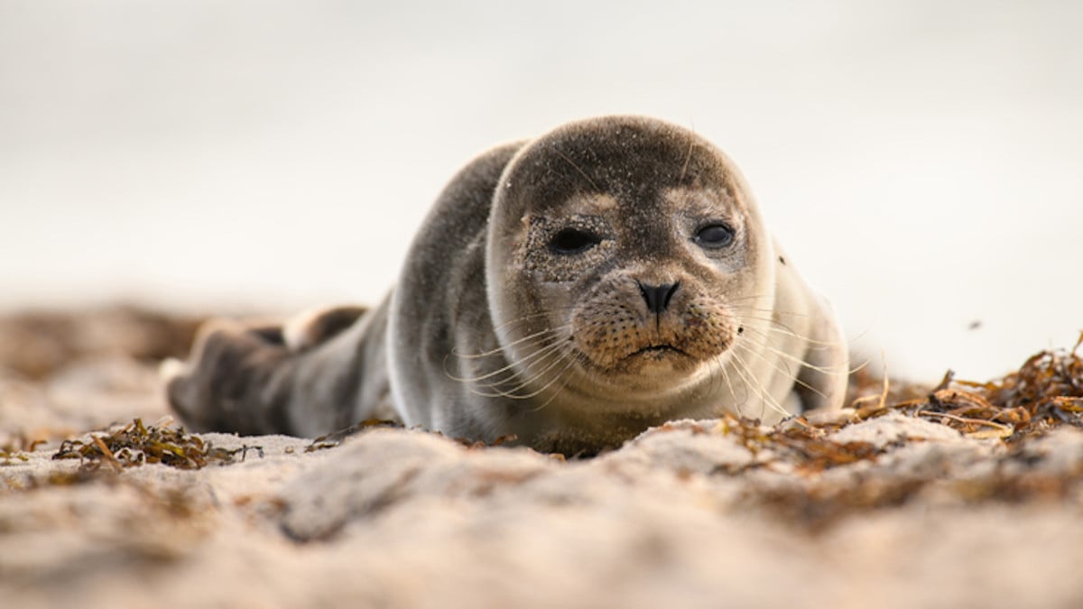 Après avoir caressé un phoque, sa main triple de volume en 24h et risque l'amputation