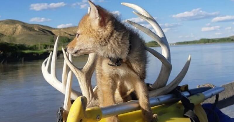 En plein rafting, il sauve un chiot coyote de la noyade et le laisse l'accompagner pendant 10 jours