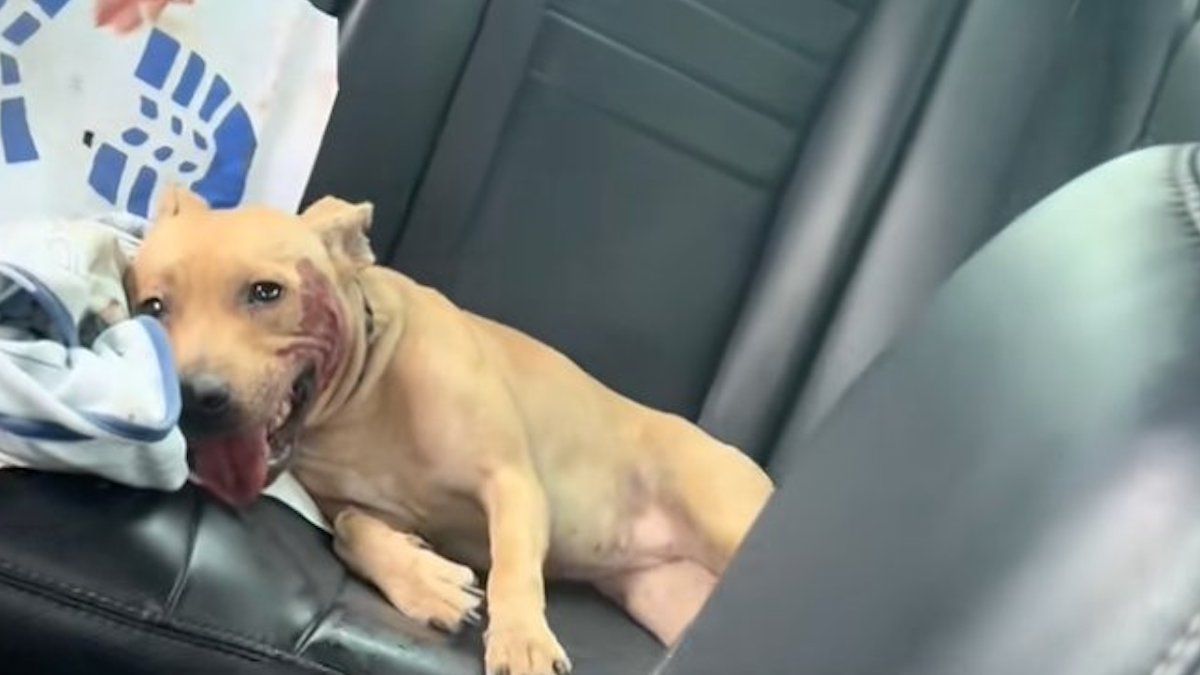 Une chienne se fait écraser à plusieurs reprises sur une route, elle est découverte dans un état alarmant