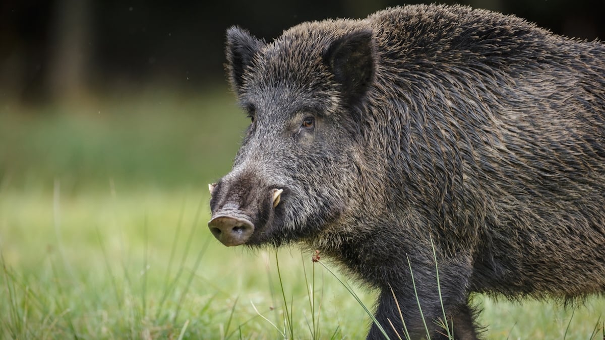 Dordogne : un sanglier charge les deux chasseurs qui lui avaient tiré dessus et les envoie à l'hôpital