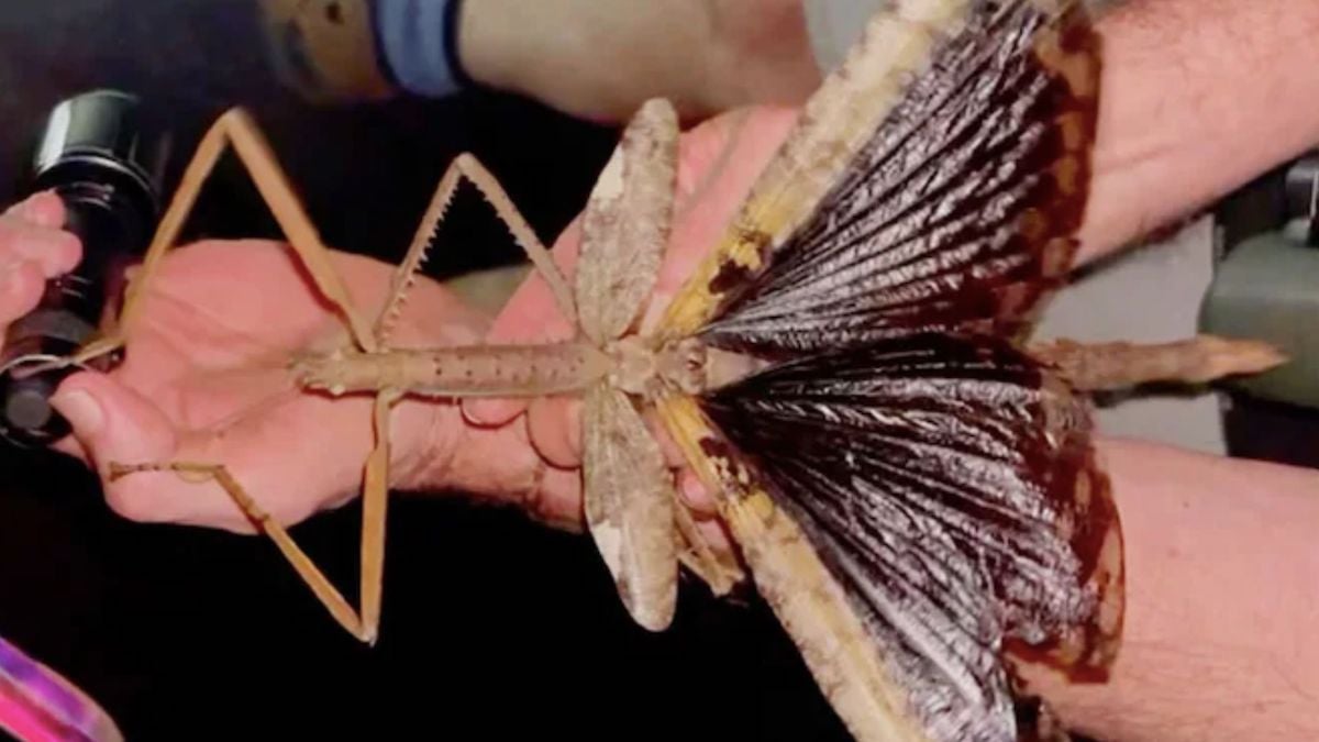 Un phasme géant découvert en Australie