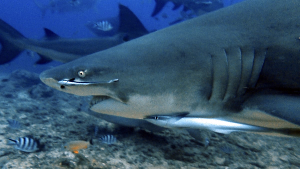 Un requin-bouledogue tue sa compagne sous ses yeux, il observe la scène sans rien pouvoir faire