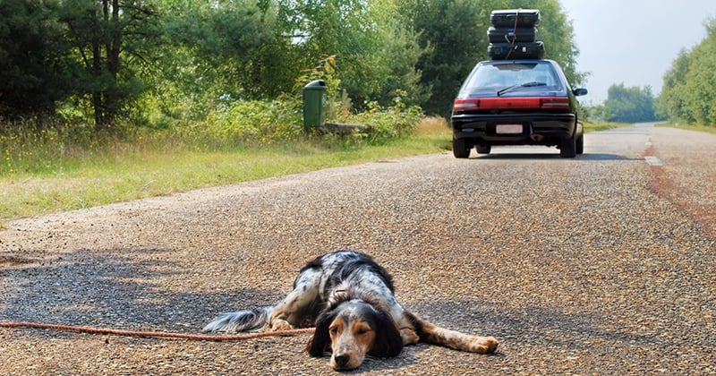 Le gouvernement veut responsabiliser les acheteurs pour lutter contre l'abandon des animaux de compagnie