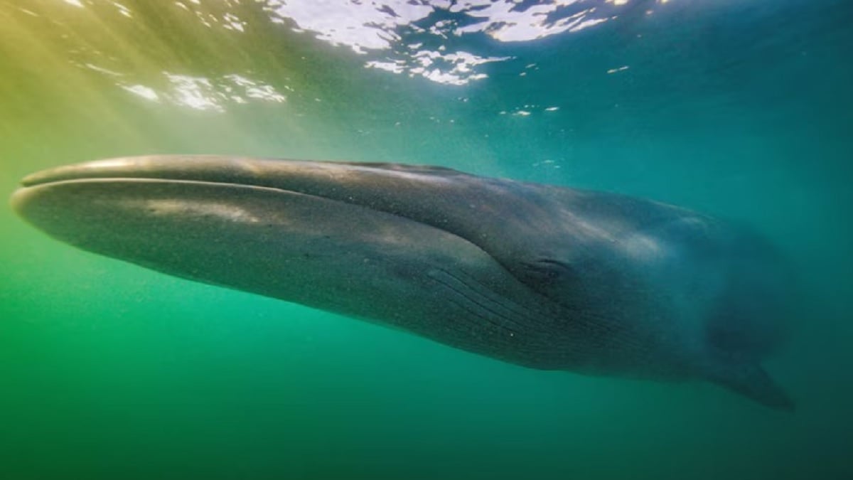 100 ans après avoir disparu, le rorqual boréal a été aperçu au large des côtes argentines