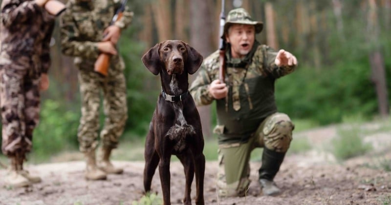 Chasse à courre : une meute de chiens rentre dans un jardin privé et tue une chienne sous les yeux de sa propriétaire