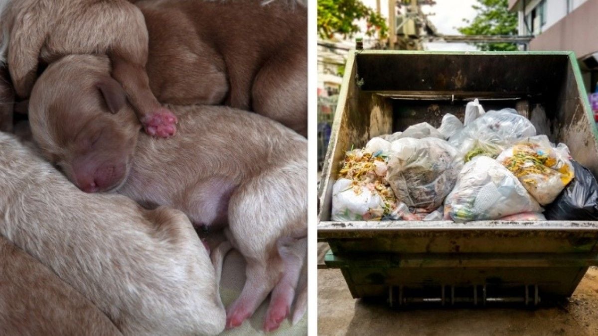 Des chiots / Une benne à ordures