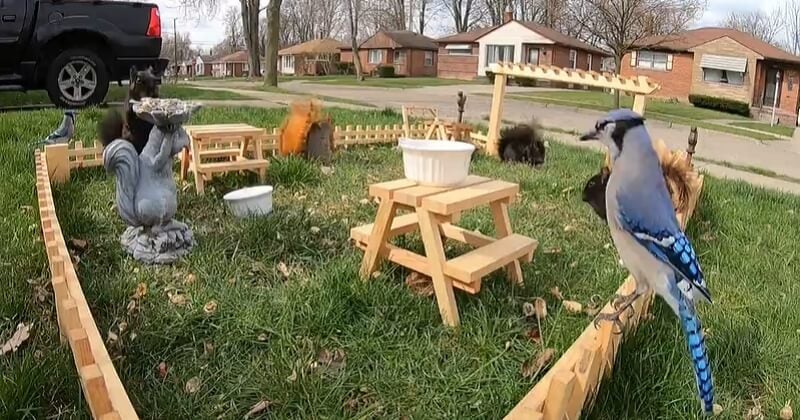 Ce bricoleur a créé un petit restaurant pour les écureuils et les oiseaux avec un menu pour choisir leur repas 