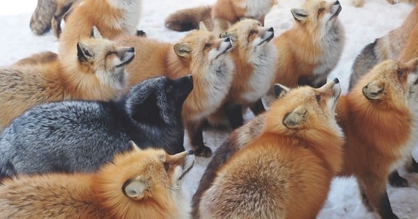 Au Japon, un village entièrement peuplé de renards remporte le concours du lieu le plus mignon de la planète !