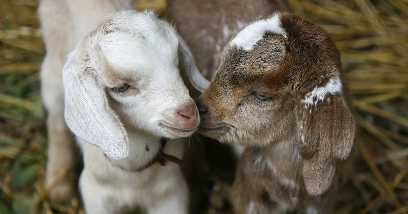 L'association Règne Animal propose 200 chevreaux à l'adoption pour les sauver de l'abattoir