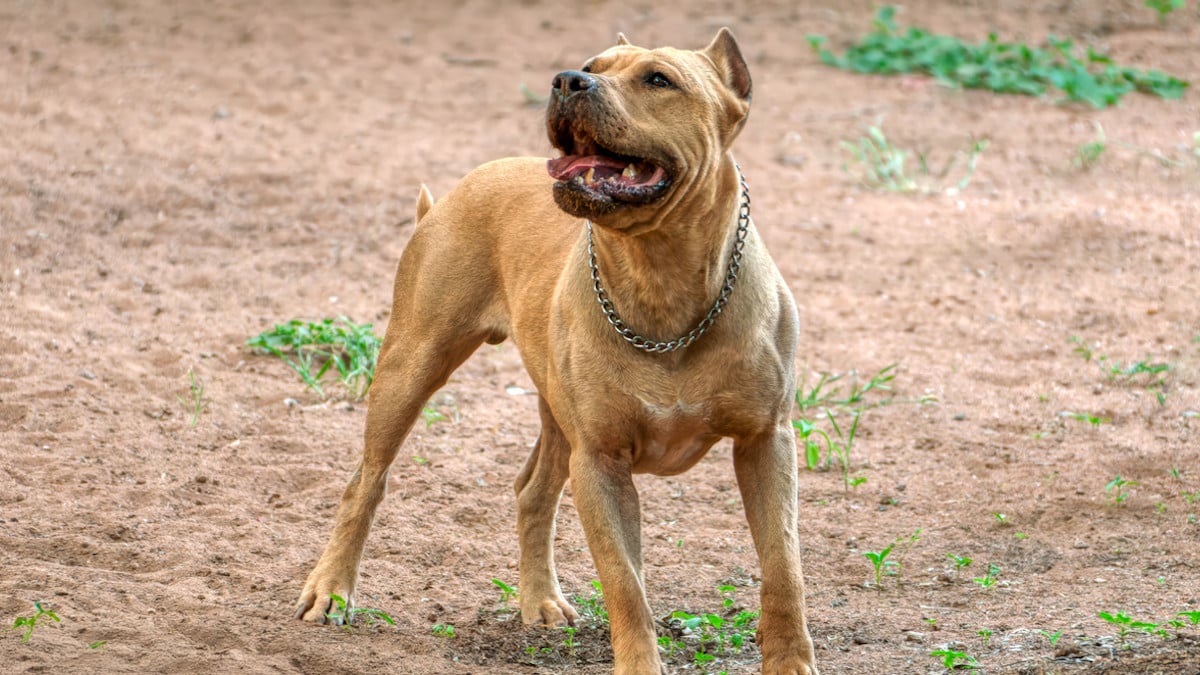 Ils recueillent un pitbull errant, le chien tue leur bébé de 2 ans