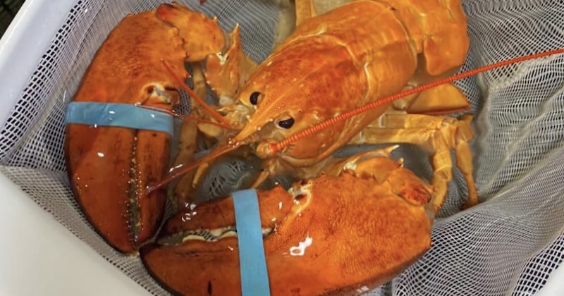 Alertés par la couleur rare de ce homard, ils le sauvent d'une mort certaine