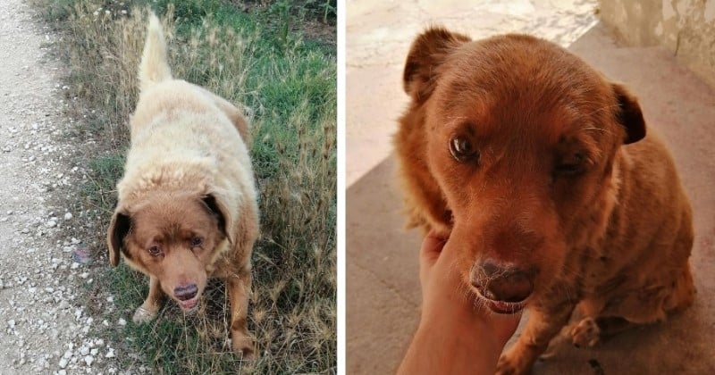 Bobi, le plus vieux chien du monde, vient de fêter son anniversaire et son âge bat tous les records