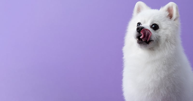 Top 15 des races de petits chiens blancs les plus connus