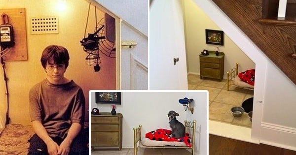 Comme dans Harry Potter, cette femme a créé une chambre sous l'escalier... pour son chien ! Vous allez craquer sur l'habitat de ce chihuahua