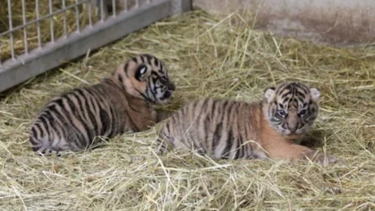 Deux bébés tigres de Sumatra sont nés au zoo d'Amiens, une bonne nouvelle pour cette espèce menacée 