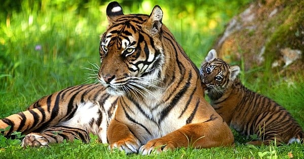 Pour la première fois en 100 ans, le nombre de tigres sauvages dans le monde a augmenté !