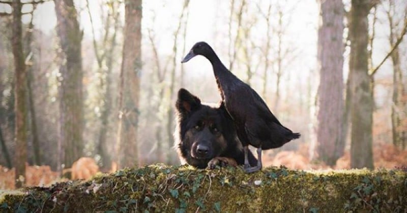 Elle immortalise l'amitié improbable et pleine de tendresse entre son chien et son canard