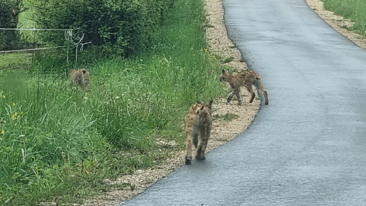 VIDÉO. Une automobiliste filme trois lynx sur le bord de la route, les images sont impressionnantes