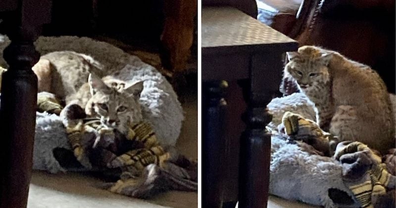 En rentrant chez lui, il fait une découverte effroyable dans le panier de son chien