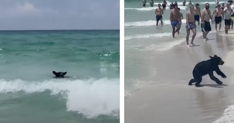 La vidéo d'un ours se baignant sur une plage au milieu des vacanciers devient virale