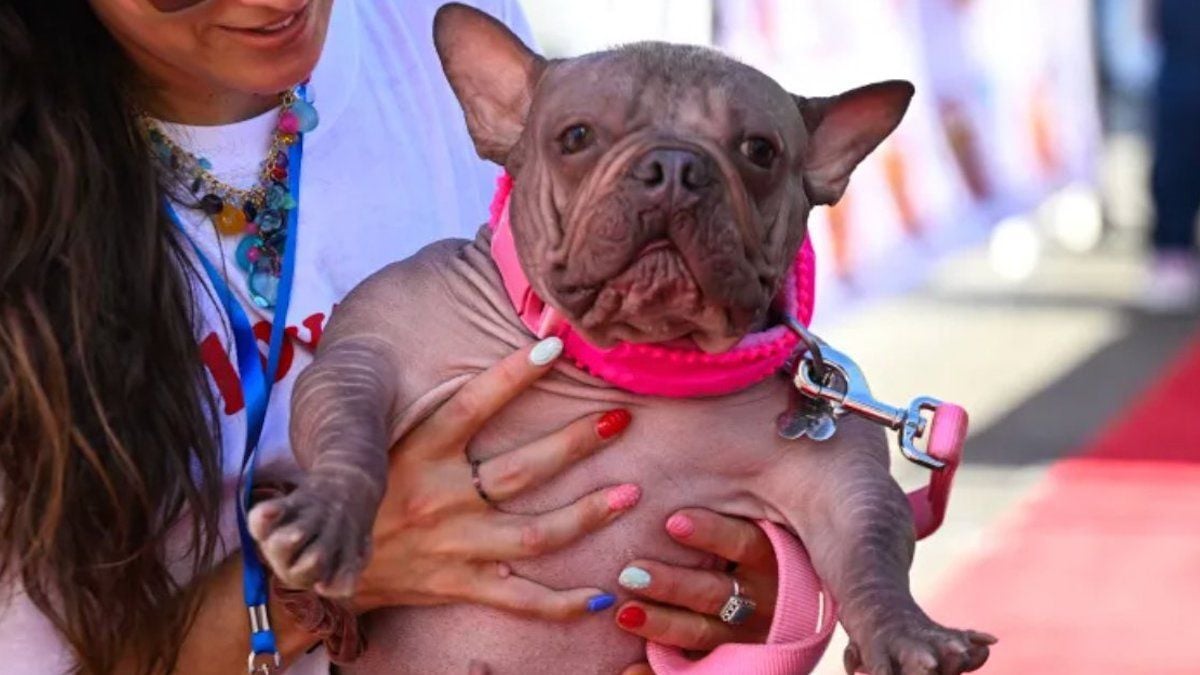 Voici Petunia, le « chien le plus moche du monde »
