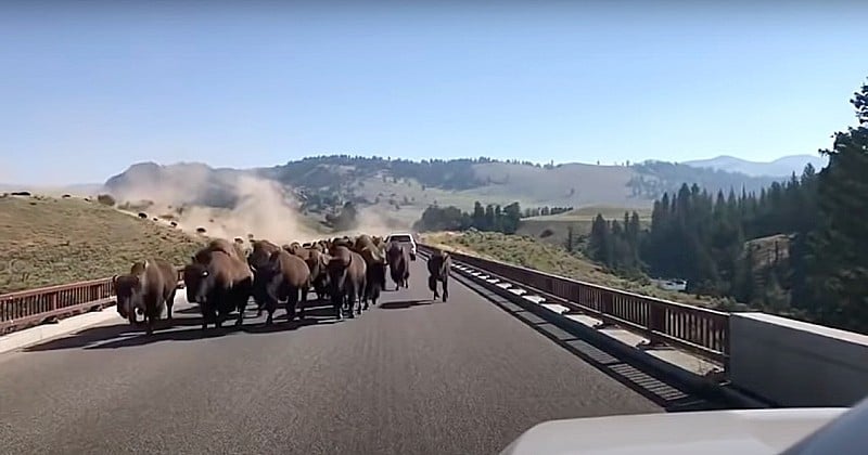 En visite dans le parc national de Yellowstone, il voit débarquer sur la route des centaines de bisons au galop