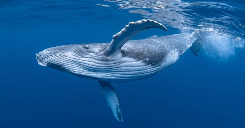 Découverte d'une nouvelle population de baleines bleues dans l'océan Indien 